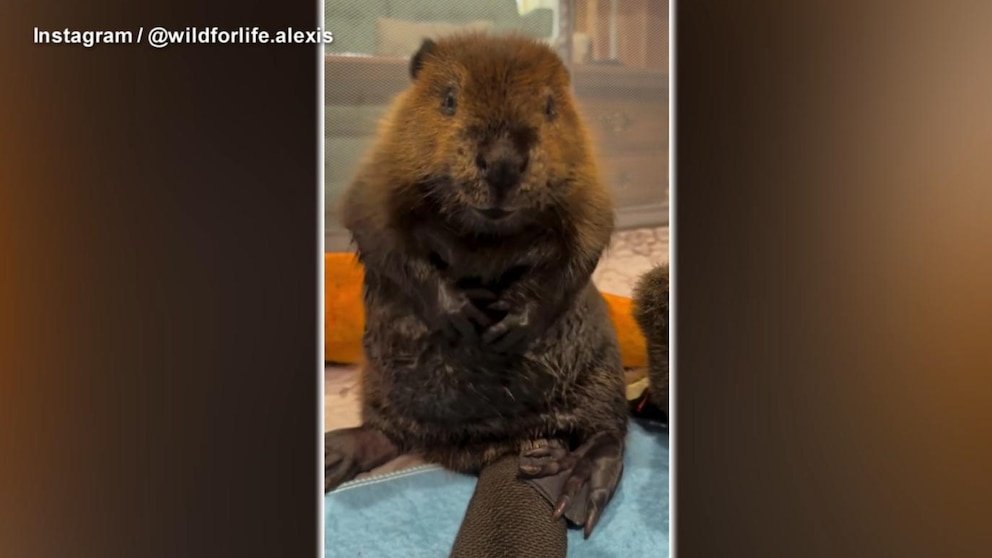 MIRA: La increíble historia del rescate del castor Bo