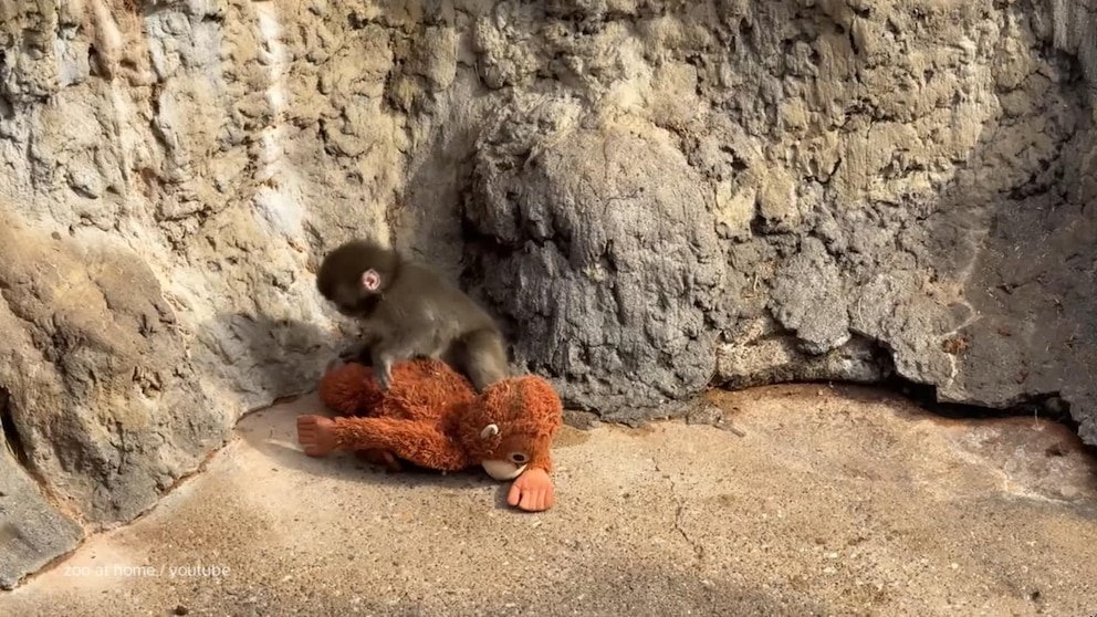 MIRAR: David Muir comparte la actualización de Punch the Monkey y los zoológicos estadounidenses que inspiró