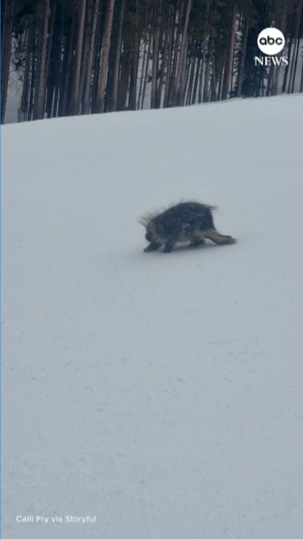 MIRAR: Puercoespín gigante visto en las laderas de Colorado