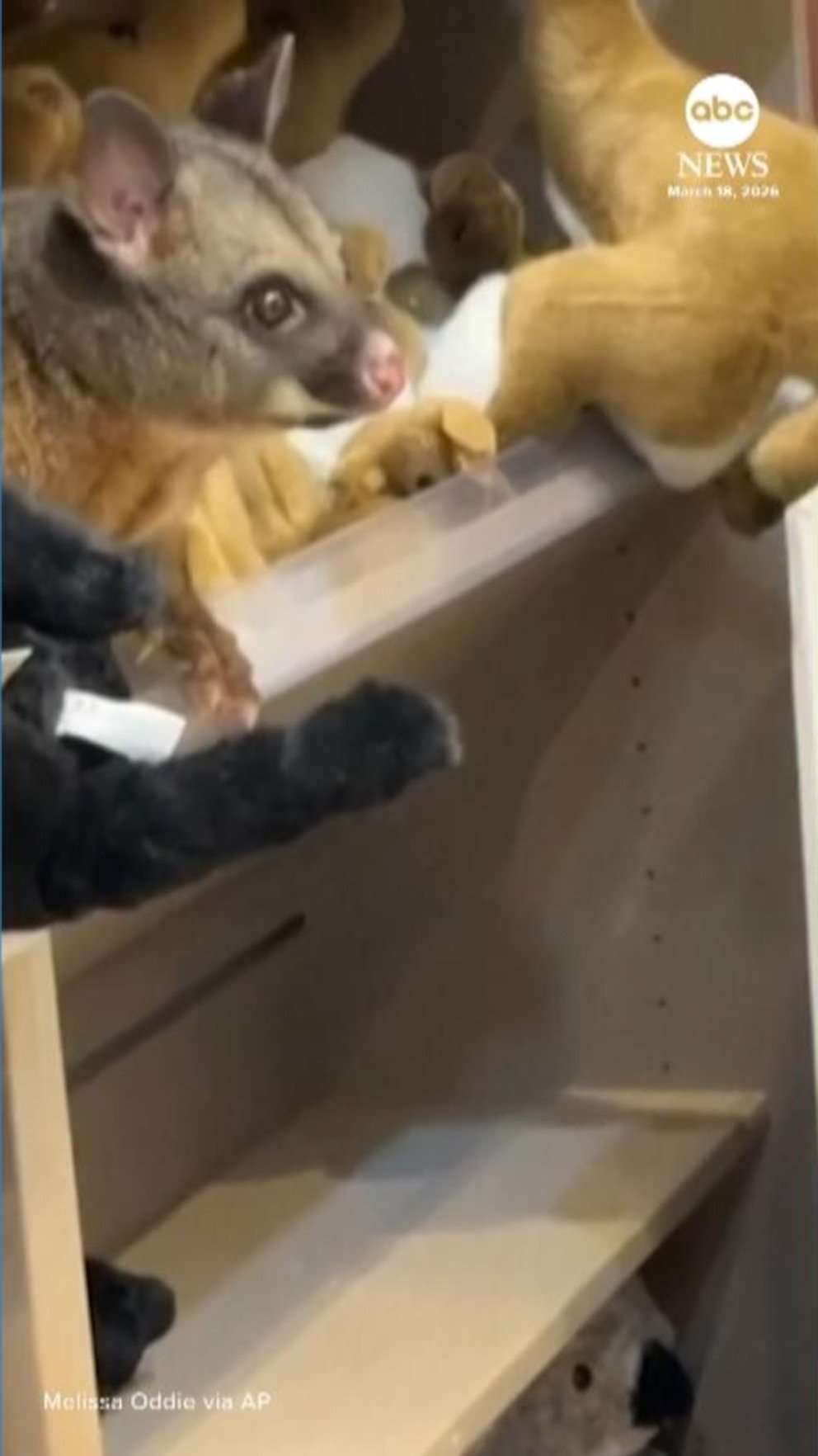 MIRAR: Una zarigüeya encontró un lugar acogedor en un estante lleno de animales de peluche en una tienda de regalos de un aeropuerto en Australia.