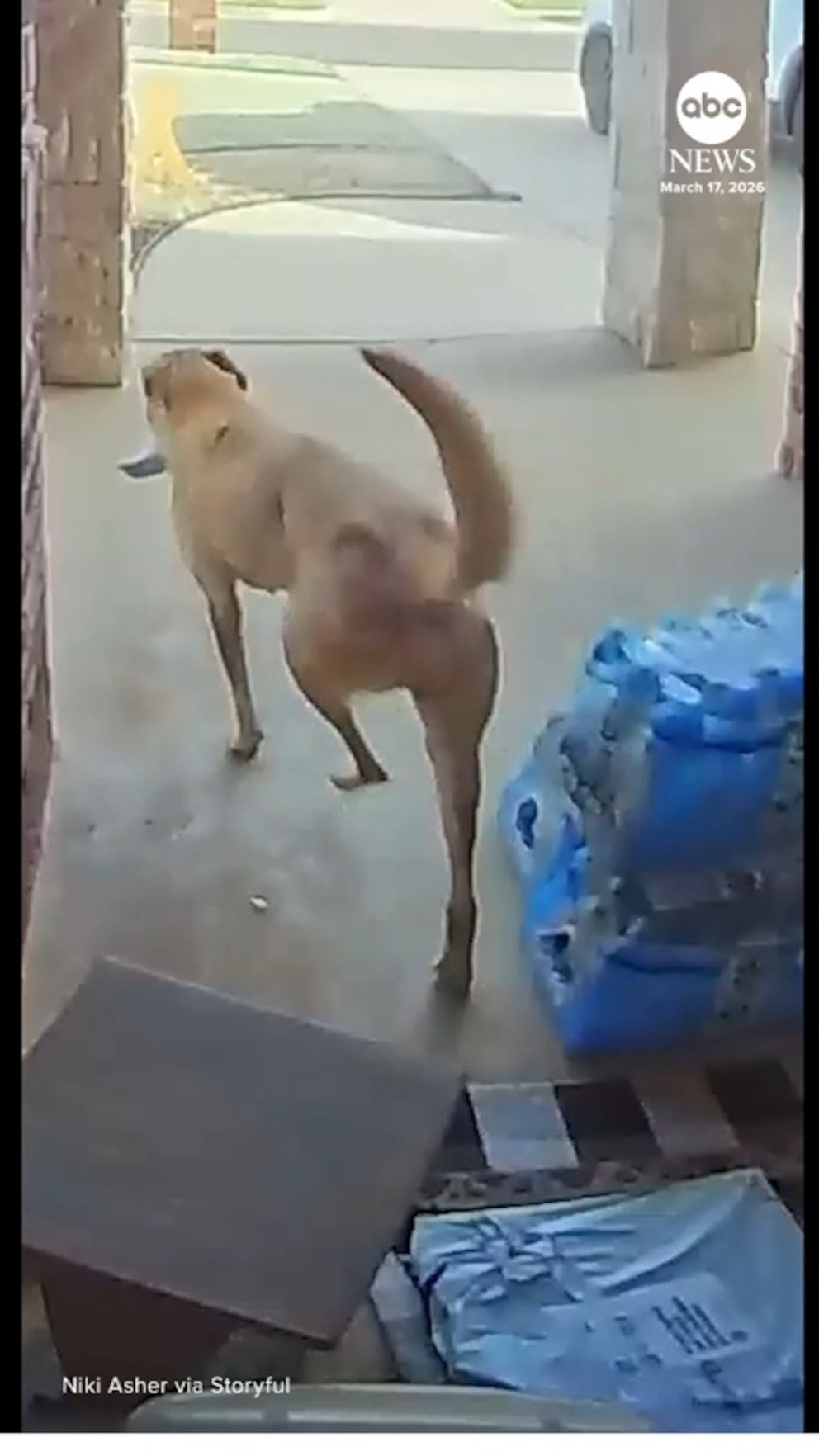 Vídeo: Perro pillado robando filetes en la puerta del repartidor de comida
