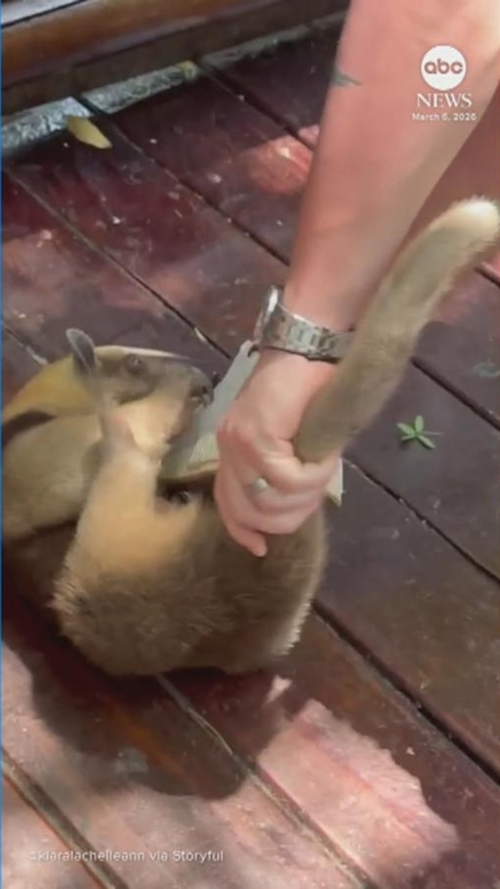 MIRA: Adorable oso hormiguero se aferra a la pierna de un pasajero de crucero