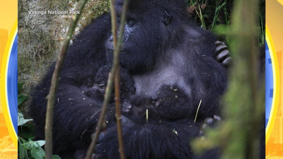 MIRAR: Raros bebés gorila gemelos nacen en el Congo