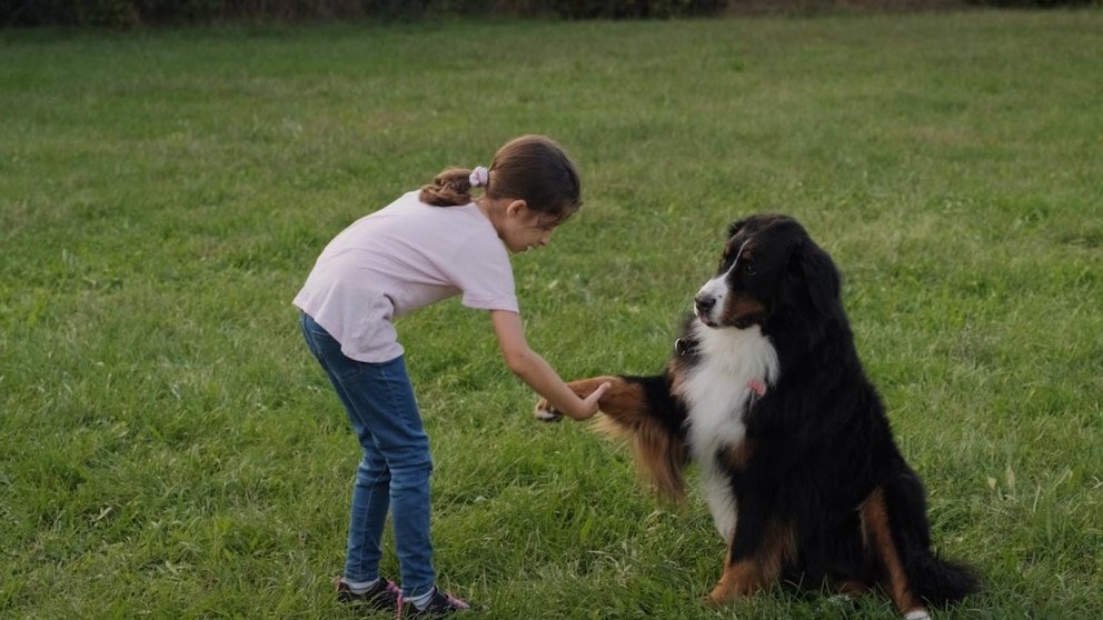 MIRAR: Así es como llegaron los perros domesticados a Occidente