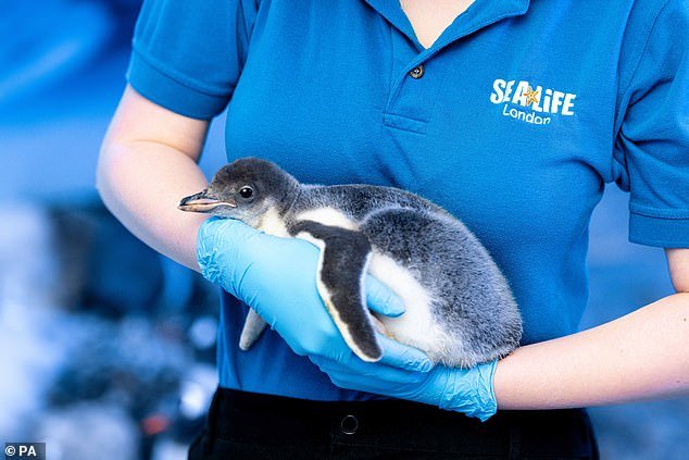 Esperanza para los pingüinos del Acuario de Londres ‘atrapados en un sótano sin luz solar ni aire fresco’