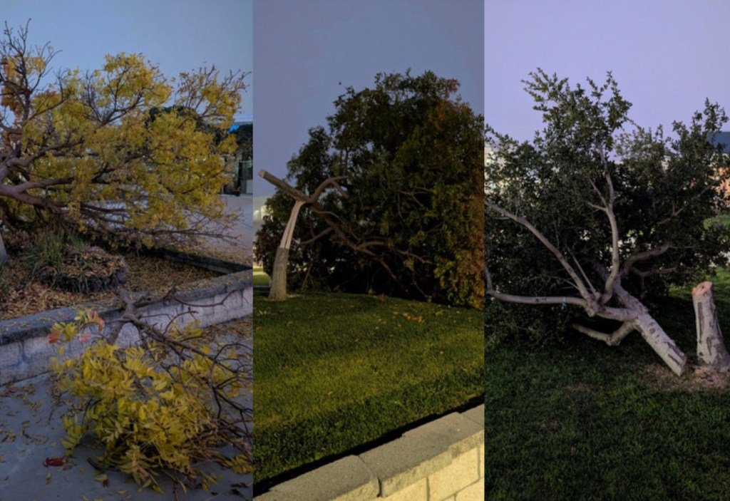 Estudiante de secundaria de Dublin arrestado por supuestamente talar ocho árboles en el campus