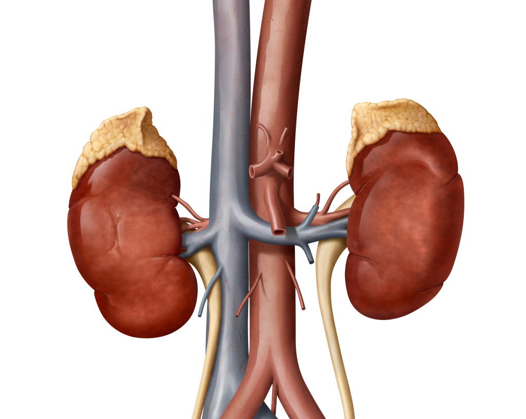 Vertex Pharma busca la rápida aprobación de la FDA para un medicamento para la enfermedad renal procedente de una adquisición de 4.900 millones de dólares