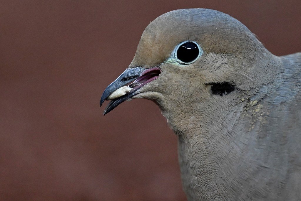 ¿La comida para pájaros picante y picante daña a los visitantes del comedero de Inverness?