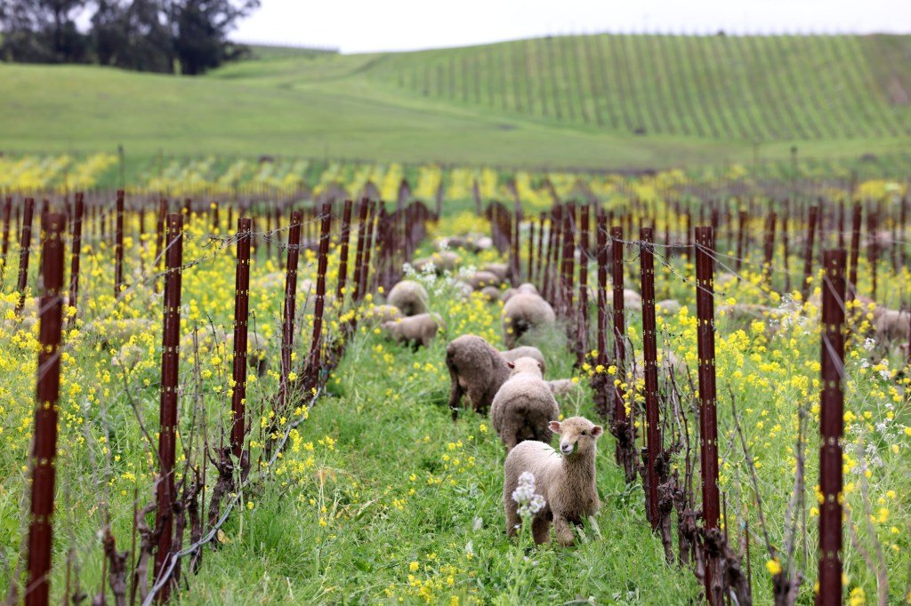 La baja capa de nieve y las temperaturas más altas preocupan a los científicos y agricultores de California