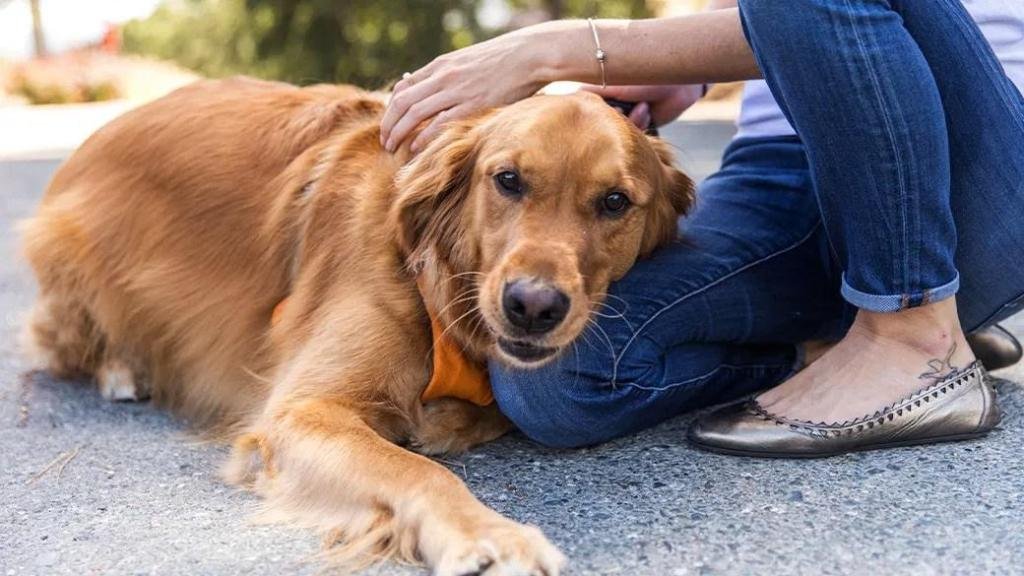 Los 12 mejores juguetes Nylabone – The Mercury News