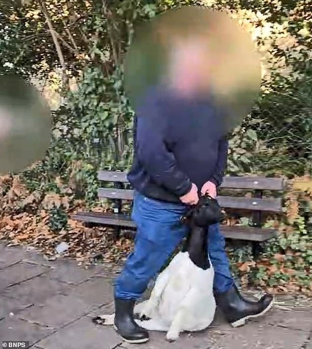 Una popular atracción familiar se enfrenta a una reacción violenta después de que un vídeo sobre la “crueldad” hacia las cabras muestra a los animales siendo arrastrados y levantados por los cuernos.