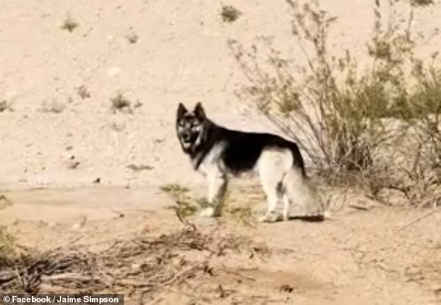 “El husky más triste de Estados Unidos” fue visto vagando por el desierto de Arizona sin agua después de que sus dueños fueran deportados
