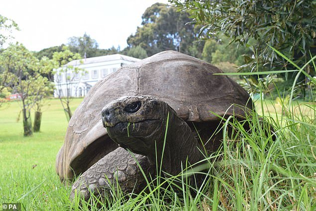 Cómo Jonathan, la tortuga de 193 años en el centro de un engaño mortal, fue encontrada durmiendo bajo un árbol mientras “estafadores intentaban atraer a los dolientes para donaciones criptográficas”