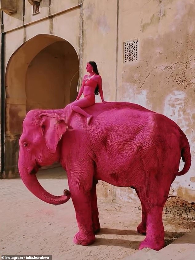 Ira en la India después de que un elefante fuera pintado de rosa brillante para una sesión de fotos y luego muriera, mientras un fotógrafo ruso amenazaba de muerte