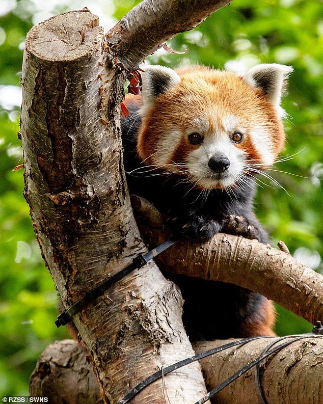 Hola Priya! El panda rojo, en peligro crítico de extinción, se instala en su nuevo hogar en un zoológico británico