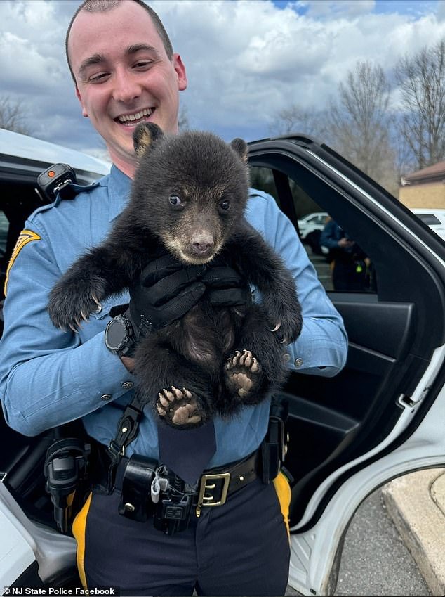 Un adorable osezno es rescatado por la policía estatal de Nueva Jersey después de que su madre lo abandonara al costado de la carretera.