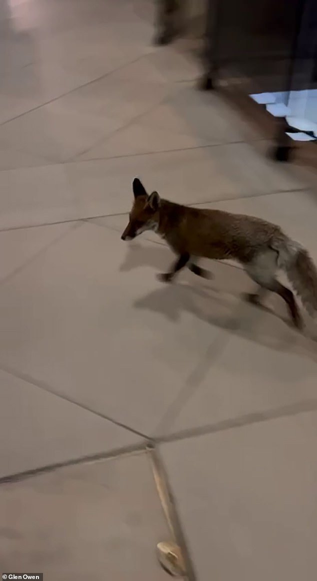 “Freda”, la zorra que evadió la seguridad del Parlamento durante meses –lo que le dio “un mejor historial de asistencia que algunos miembros de los Lores”– fue capturada y liberada en la naturaleza.