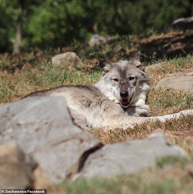 La mano de un niño pequeño queda atrapada en la boca de un lobo mientras los padres se distraen con los teléfonos en el zoológico de Hershey Park.