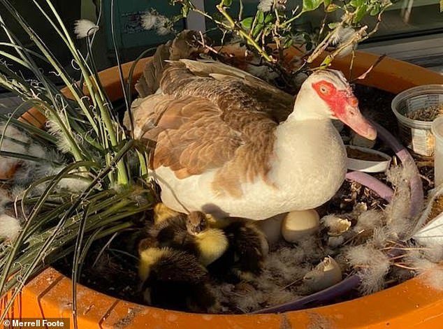 El coche autónomo “arde” por el popular pato local mientras los lugareños enojados piden la prohibición de los robotaxis