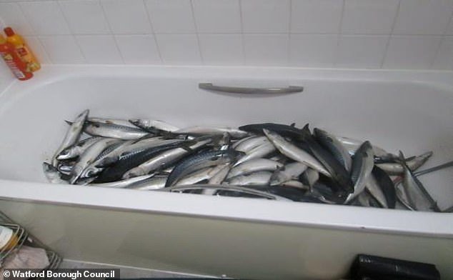 Un empresario que preparaba platos preparados para tiendas tenía caballa en su BAÑO