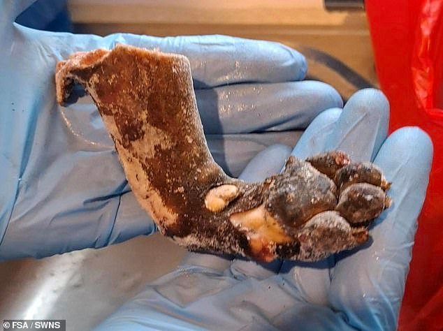 Se incauta carne ilegal de animales silvestres, incluidas ratas y antílopes, en Peckham mientras se arresta a un hombre