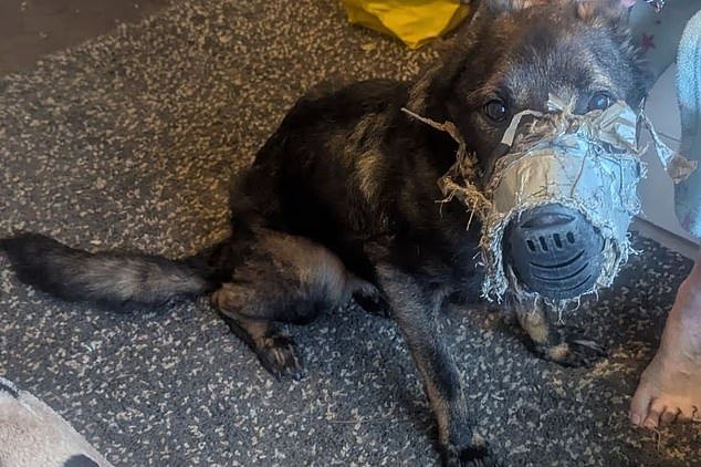 Perro muere tras ser encontrado con el bozal pegado a la cabeza: a su dueño se le prohíbe tener mascotas