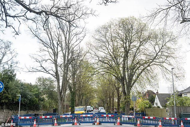 El ayuntamiento que declaró emergencia climática para “recuperar” la naturaleza debe pedir disculpas tras talar un tilo histórico