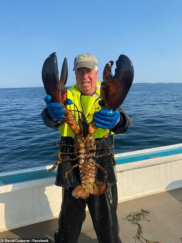 La guerra de la LANGOSTA al estilo de David y Goliat sacude la costa de Maine mientras los barcos pesqueros de una pequeña cooperativa local se enfrentan a un rival mucho más grande.