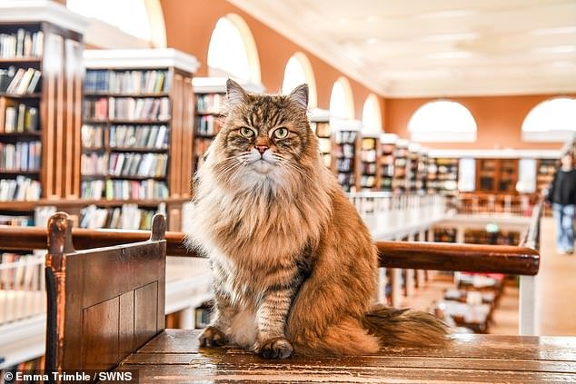 Conozca al “famoso” gato de la Universidad de Oxford, que hace compañía a los estudiantes en la biblioteca… y viaja en autobús al campus todos los días