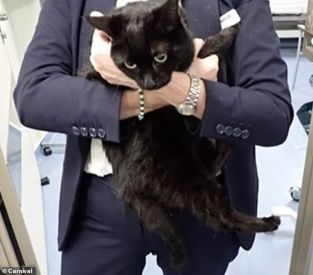 Carnival Cruise rescata a un marinero y su gato que estuvieron cuatro días a la deriva