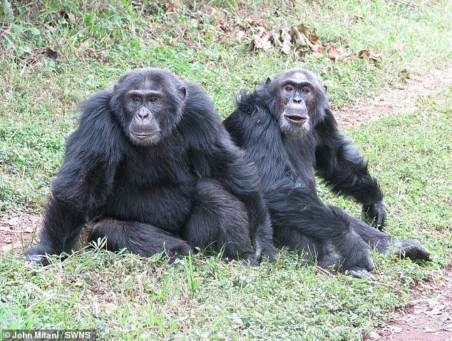 En lo profundo de la selva tropical de Uganda, se libra una misteriosa guerra que dura décadas. Pero esta lucha no tiene que ver con la religión o el petróleo. Es entre chimpancés, no entre hombres. Ahora los científicos alarmados temen que sea una profecía aterradora para la humanidad.