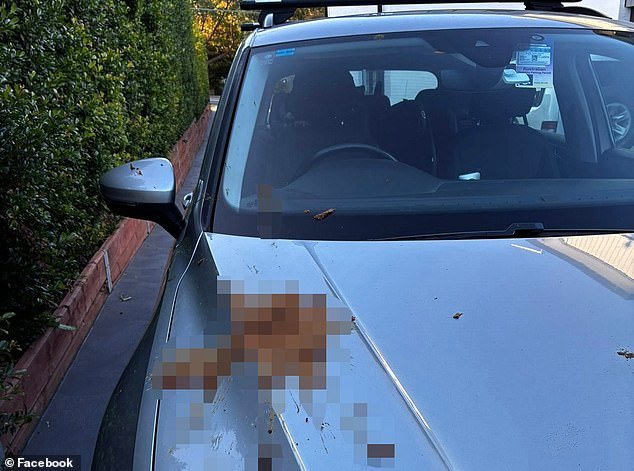 South Village Kirrawee está aterrorizado por un misterioso “criminal en serie” que arroja excrementos humanos desde un balcón de un rascacielos