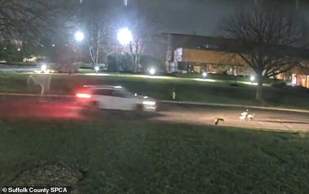 Un sádico aterroriza el elegante enclave de Long Island matando gansos mientras la policía ofrece una recompensa de 7.500 dólares