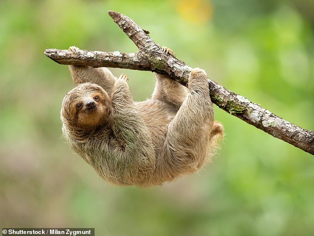 Indignación cuando 31 perezosos mueren en agonía en la nueva atracción Sloth World de Orlando incluso antes de que abra sus puertas