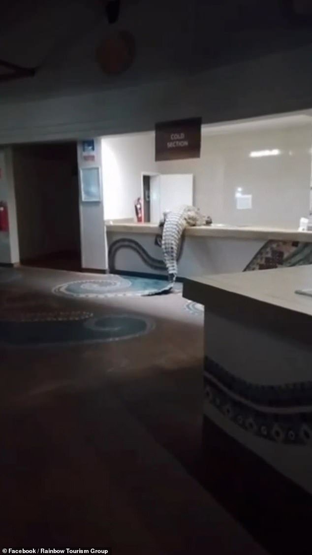 En Zimbabue, un enorme cocodrilo entra gateando en un hotel de lujo y salta la encimera de la cocina