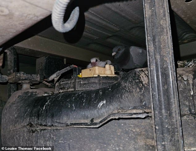 ¡Entrega especial! Palomas jóvenes encontradas escondidas en una furgoneta de Royal Mail… y han estado “allí durante semanas”