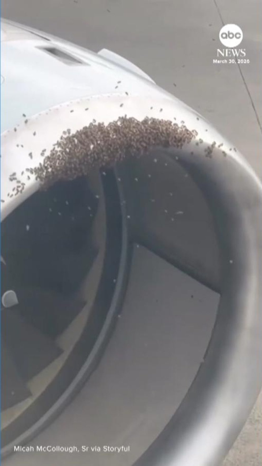 MIRAR: Se retira la colmena del avión antes de que despegue el vuelo en Carolina del Norte