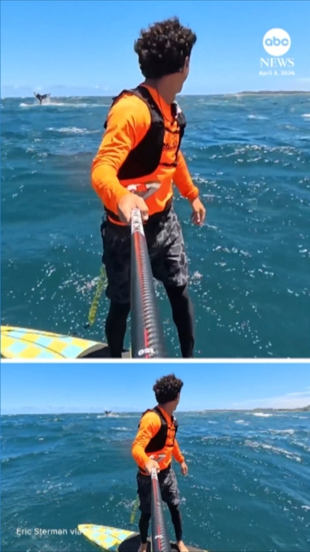 MIRAR: Una ballena emerge junto a un surfista en hidroplano frente a Hawái