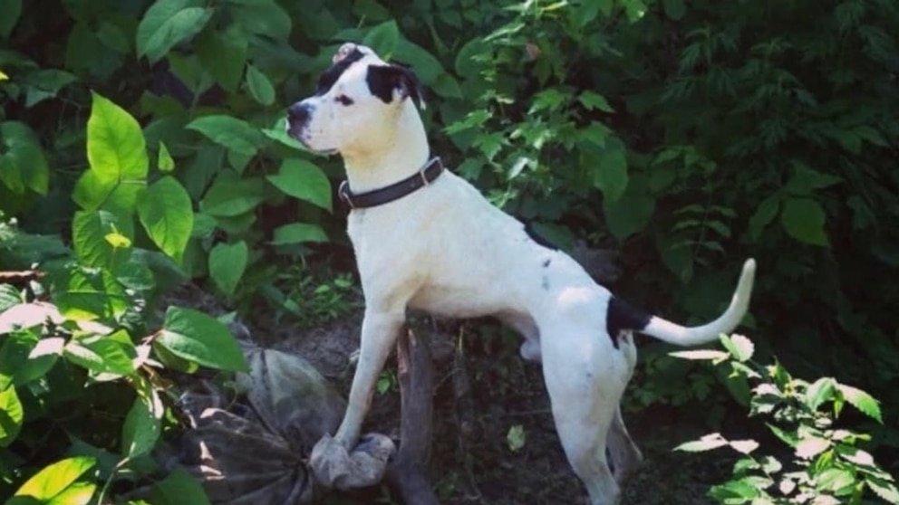 VER: El extraordinario reencuentro de un perro con su dueño, tras una década de preparación