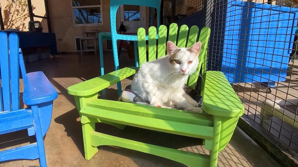 MIRA: Un hombre le da un nuevo giro a la silla Adirondack para gatitos