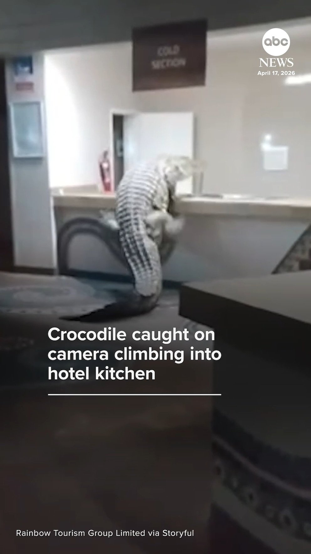 MIRA: La cámara graba a un cocodrilo trepando a la cocina de un hotel en Zimbabwe
