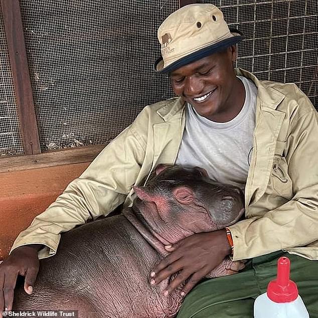 Conoce a Bumpy, el hipopótamo huérfano criado a mano por los cuidadores del zoológico después de que lo encontraron chocando con su madre muerta en la orilla de un lago.