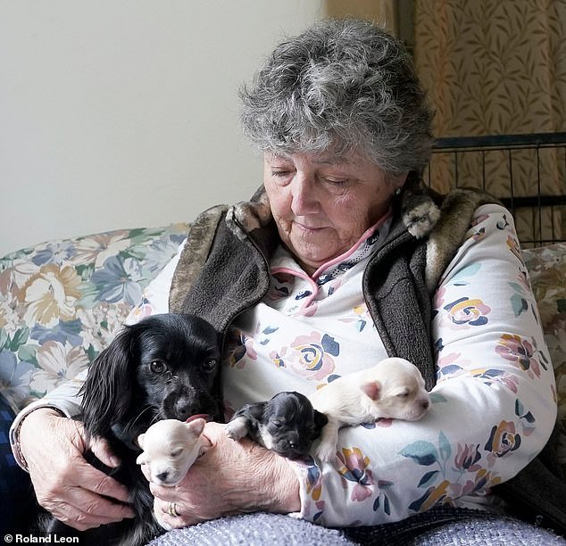 La perra rescatada Patsy escapó de sus nuevos dueños y luego los arrastró casi una milla a través del campo, bosques y zarzas para descubrir la camada que había dado a luz durante la fuga de seis semanas.