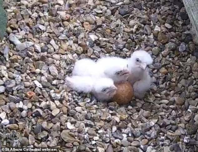 Tres polluelos de halcón peregrino nacieron en la catedral de St Albans, un año después de que “los huevos fueran pisoteados”.