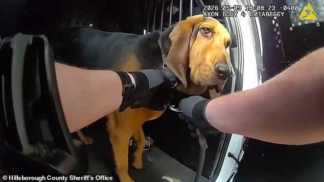 Increíble momento en que un heroico perro policía rastrea a un hombre de 96 años desaparecido en el denso bosque