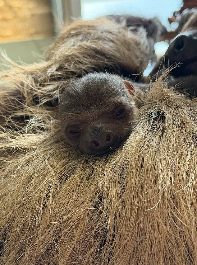 ¡Abogado muchacho! Nace la primera cría de perezoso de Escocia en el Zoológico de Edimburgo y lleva el nombre de Sir David