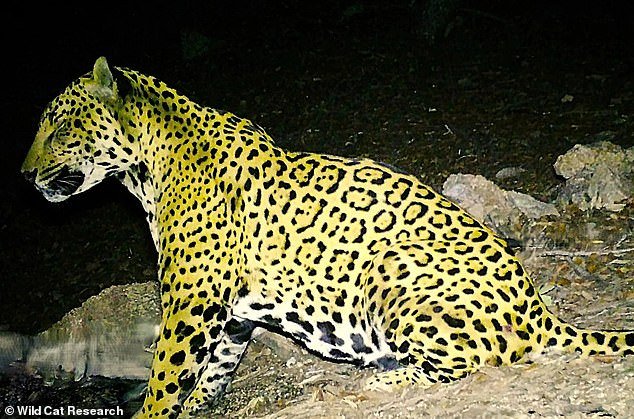 Un hermoso y excepcionalmente raro gran felino salvaje es capturado por una cámara de vida silvestre mientras deambula por las colinas de Arizona