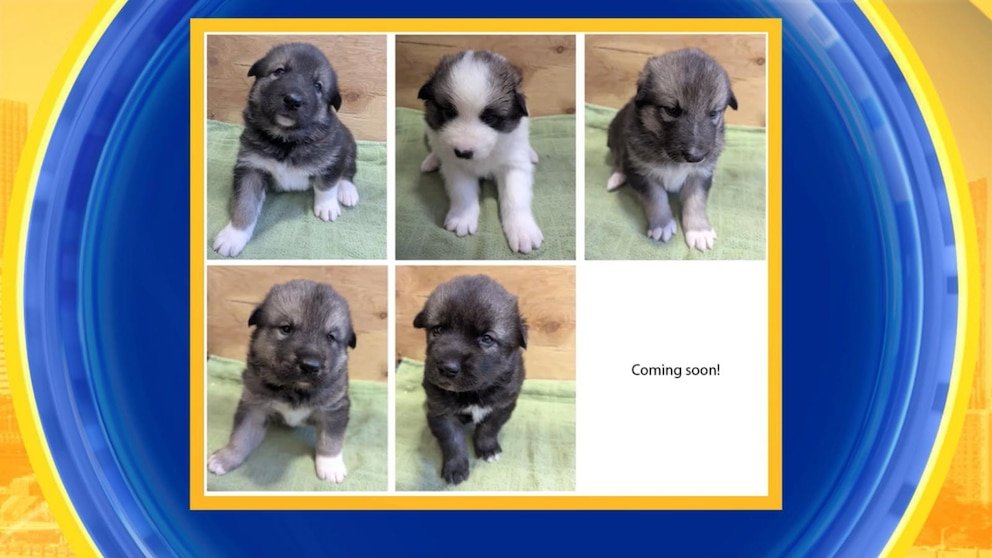 MIRAR: Conoce a los nuevos cachorros de perros de trineo Denali