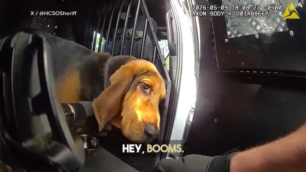 MIRA: K9 al rescate